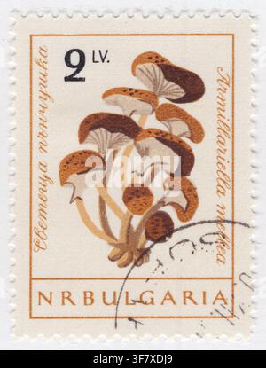 BULGARIA — 20 dicembre 1961: un francobollo da 2 lev arancione-marrone e marrone raffigura un gruppo di funghi miele (Armillariella mellea, o Armillaria mellea). Su uno sfondo crema chiaro, l'illustrazione dettagliata mostra i loro cappelli giallastro-marroni color miele con minuscole squame centrali, lamelle pallide e steli sottili e annellati che crescono insieme da una base comune. Questa illustrazione botanica fa parte di una serie educativa di flora dedicata alle specie di funghi autoctone e riflette la sensibilizzazione alla storia naturale, la micologia, le scienze botaniche e l'educazione ambientale sponsorizzata dallo stato in Bulgaria Foto Stock