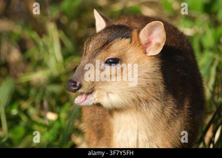 Ritratto del cervo di Reeves - Primo piano di un cervo che abbaia carino (Muntiacus reevesi) con la bocca aperta in ambiente naturale Foto Stock