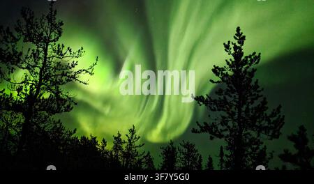 Sbalorditivo sipario di aurore boreali che danza sopra una foresta boreale oscura nel cielo notturno di Yellowknife, Canada Foto Stock