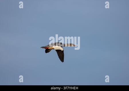 Mergano Mergus merganser, femmina adulta in volo, Ottenby, Öland, contea di Kalmar, Svezia, ottobre Foto Stock