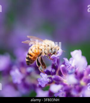 Prima colazione di un'ape che raccoglie nettare da un fiore di lavanda viola Foto Stock