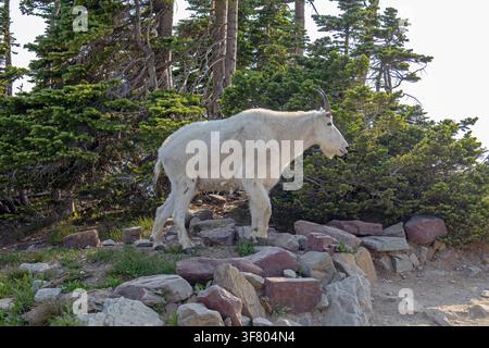 Capre di montagna nel Glacier National Park Foto Stock