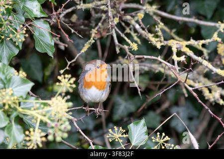 Pettirosso europeo Erithacus rubecula, appollaiato in una siepe con rami ricoperti di licheni ed edera. Novembre. Foto Stock