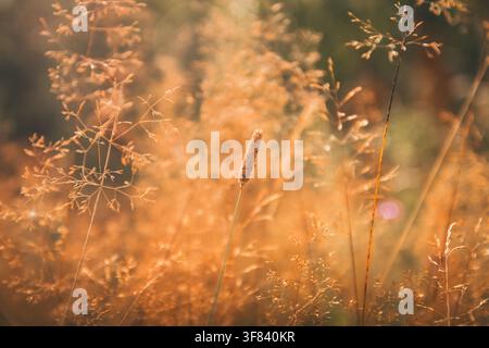 Erbe dorate del campo illuminate dolcemente dalla luce del sole del tardo pomeriggio e un bokeh caldo creano uno sfondo naturale sereno e gentile, rappresentando calma, crescita e la bellezza delle stagioni che cambiano Foto Stock