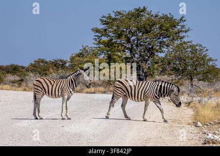 Zebre che attraversano il binario nel Parco Nazionale di Etosha, Namibia, Africa Foto Stock
