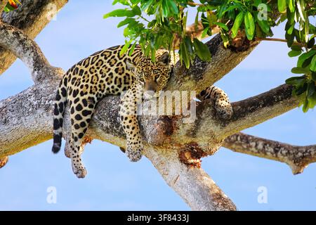 Jaguar che riposa su un ramo di albero in Brasile durante le ore diurne Foto Stock
