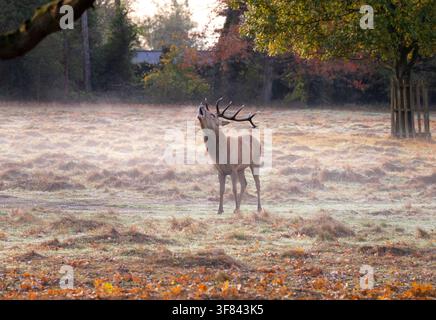Cervo rosso ruggisce durante la stagione degli amori nella nebbia mattutina di Bushy Park, Londra, in autunno Foto Stock