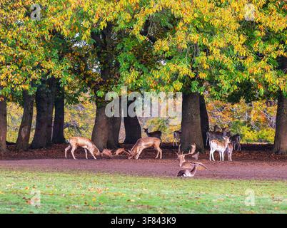 Cervi maschi si contendono durante la stagione dell'amore a Knole, Kent, mostrando un comportamento naturale della fauna selvatica Foto Stock