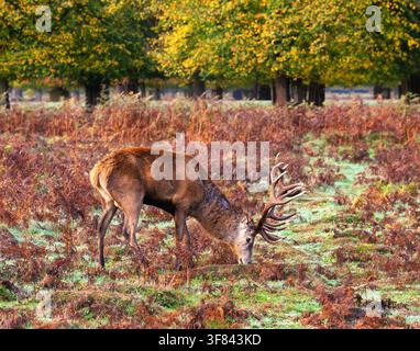 Cervo rosso che pascola sull'erba a Bushy Park durante l'autunno a Londra, Regno Unito Foto Stock