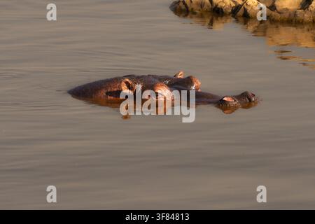 Ippopotamo parzialmente sommerso nell'acqua calma dell'ecosistema del Serengeti, in Tanzania Foto Stock