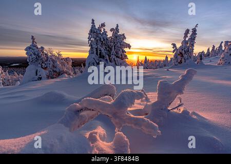 Alba su alberi innevati con paesaggio ghiacciato a Ruka, Kuusamo, Lapponia, Finlandia nelle prime ore del mattino Foto Stock