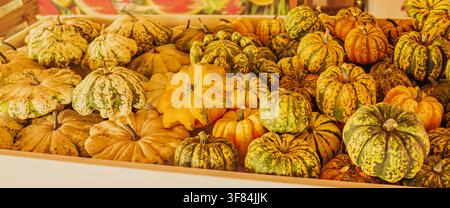 Visualizzazione a tutto schermo di mini zucche decorative colorate e zucche a strisce Pattypan in una cassa di legno per il raccolto autunnale stagionale e lo sfondo di Halloween Foto Stock