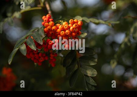 Prima vista di grappoli di bacche rosse mature di sorbo illuminate dalla luce del sole su un ramo di albero contro uno sfondo scuro sfocato. Foto Stock