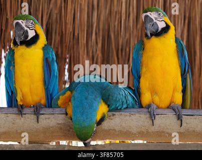 Tre pappagalli blu e gialli appollaiati insieme su una ringhiera di legno davanti a uno schermo di canne. Foto Stock