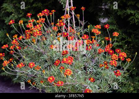 Fiori rossi con bordo arancione (Tagetes patula 'Linnaeus') calendule in un vaso all'aperto Foto Stock