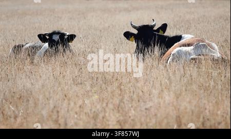 Mucche Holstein si riposano in un campo di erba secca in Germania. I loro distintivi segni neri e bianchi sono visibili mentre si sdraiano comodamente nel pa che svanisce Foto Stock