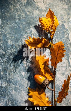 Ramo verticale di quercia con ghianda e foglie dorate che proietta un'ombra su sfondo blu per il design di un poster stagionale Foto Stock