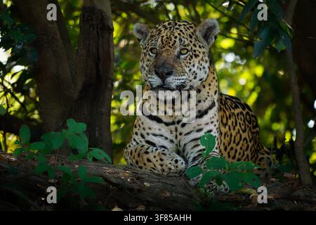 Jaguar, giaguaro americano (Panthera onca) che riposa su un tronco caduto, occhi ambrati vigili, indossa un collare di tracciamento GPS per la ricerca sulla conservazione, Pantanal pluviale Foto Stock