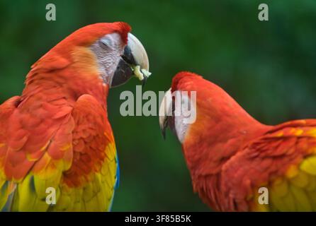 Pappagallo Macaw Rosso Scarlatto, Honduras, Macaw, Copan Foto Stock