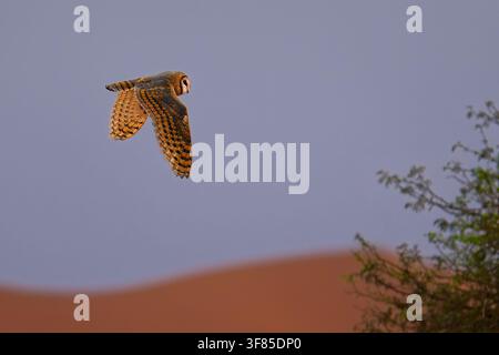 Gufo del fienile occidentale Tyto alba in volo sopra una duna di sabbia rossa, faccia a forma di cuore, ali dorate, cielo blu-grigio, deserto del Namib, Namibia, Africa, notturna Foto Stock