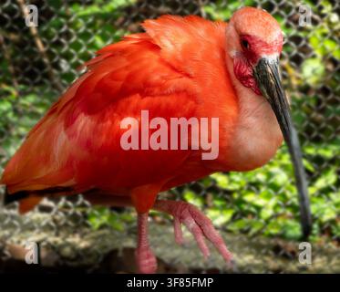 Questo uccello è un ibis scarlatto (Eudocimus ruber), Foto Stock
