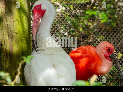 Un Ibis bianco (Eudocimus albus) e un Ibis scarlatto Foto Stock