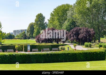 Un parco paesaggistico presenta faggi ramati dalle foglie viola che si innalzano sopra siepi verdi potate e panchine di legno. Un edificio residenziale delimita la hori Foto Stock