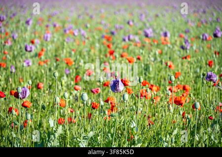 I fiori di papavero crescono in un campo sotto la luce intensa del sole. Fiori rossi e viola riempiono il paesaggio. Api e farfalle volano tra i fiori. È un periodo impegnativo per gli impollinatori. Foto Stock