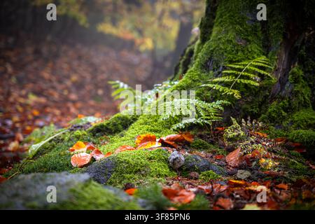 In una foresta autunnale, le felci crescono sul tronco di un albero. Il terreno è coperto di foglie cadute. Una leggera nebbia aleggia nell'aria, aggiungendo un tocco morbido all'ambiente. Foto Stock