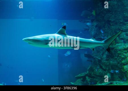 Uno squalo dalle punte nere nuota attraverso l'acqua blu accanto a una parete rocciosa dell'acquario con piccoli pesci sullo sfondo. Foto Stock
