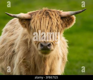 Bellissimo bestiame delle Highlands biondo Foto Stock