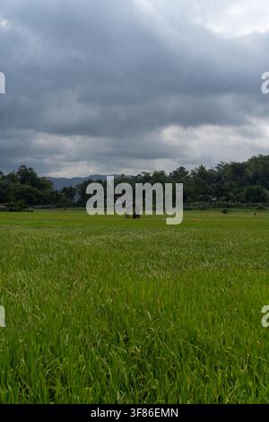 Paesaggio rurale minimalista dell'isola di Java con un rifugio tradizionale in un campo verdeggiante in una giornata nuvolosa a Pacitan, Indonesia. Foto Stock