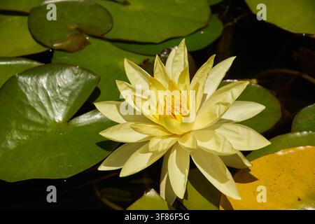 Ninfea gialla resistente Foto Stock