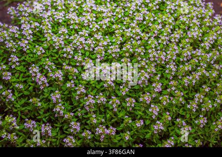 Un tappeto fitto di timo con piccoli fiori viola chiaro che sbocciano tra le sue foglie verdi. Foto Stock