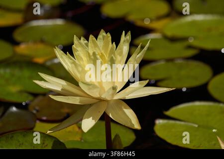 Ninfea gialla resistente Foto Stock