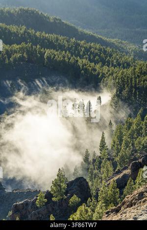 Vista della foresta di pini e del terreno roccioso che circonda il Pico de las Nieves con la nebbia mattutina che fluttua tra gli alberi a Las Palmas, Isole Canarie, S Foto Stock