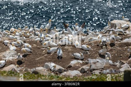 Gabbiani del nord (Morus bassanus) in piedi tra le rocce in una colonia riproduttiva sull'isola di Great Saltee, Contea di Wexford, Irlanda, con il mare illuminato dal sole che brilla sullo sfondo Foto Stock