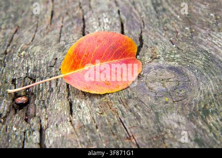 Una foglia autunnale solitaria su una vecchia tavola di legno. Una foglia autunnale in primo piano Foto Stock