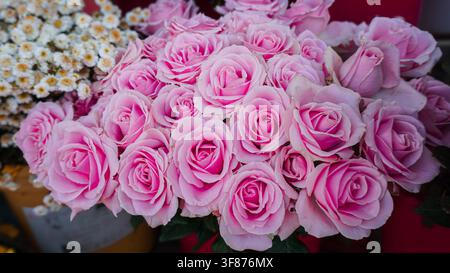 Rose tenui e rosa fioriscono in piena e rigogliosa abbondanza Foto Stock