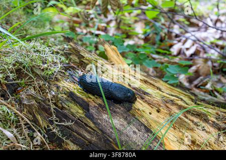 Macro di una grande lumaca nera che striscia lentamente su un ceppo d'albero marcio e coperto di muschio ricoperto di legno decomposto e foglie verdi sul terreno umido della foresta Foto Stock