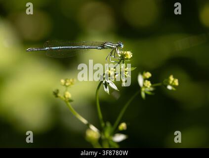 Agrion dalle zampe piumate blu maschio - Platycnemis pennipes Foto Stock