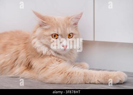 Gatto soffice color ginger sdraiato su un pavimento laminato grigio all'interno di un appartamento moderno. Foto Stock