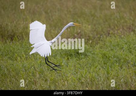 Airone cenerino che atterra nel Pantanal del Brasile Foto Stock
