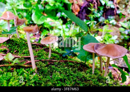 Gruppo di delicati funghi marroni a cappello che crescono su legno coperto di muschio. Dettaglio di funghi del bosco. Foto Stock