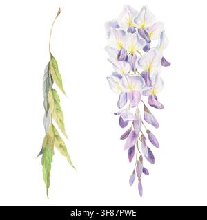 Elegante grappolo di fiori di wisteria sospeso, ramo di foglie piumate. Illustrazione botanica ad acquerello disegnata a mano con matite colorate. Giardino Foto Stock