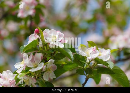 Ramo di albero di mele con fiori da vicino. Il concetto di primavera e freschezza, giardino e raccolto. Foto Stock