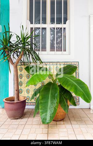 Dettaglio urbano di piante in vaso davanti a un muro e una finestra piastrellati con ornamenti nell'area di conservazione di Blair Plain, Singapore Foto Stock