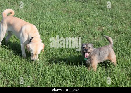 Golden Retriever e cane Boxer in giardino. Due grandi cani carini che giocano insieme. Concetto di migliori amici. Foto Stock