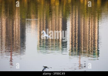 Edifici urbani riflessi su una superficie d'acqua calma. Una fotografia scenografica di un lungomare urbano che cattura riflessi colorati di edifici sull'acqua immobile. Foto Stock