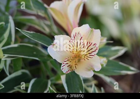 Macro della fioritura della viola bianca e albicocca del giglio peruviano, giglio degli Inca (Alstromeria Inca Tirol), Sydney, NSW Australia Foto Stock